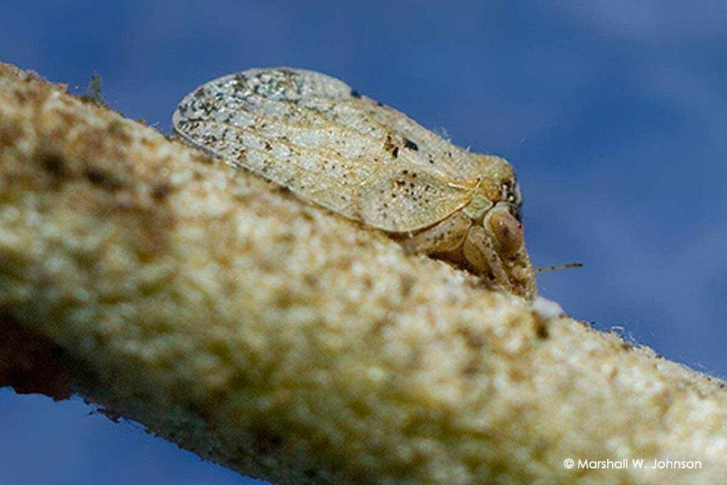 Βαμβακάδα ελιάς (Euphyllura olivina)
