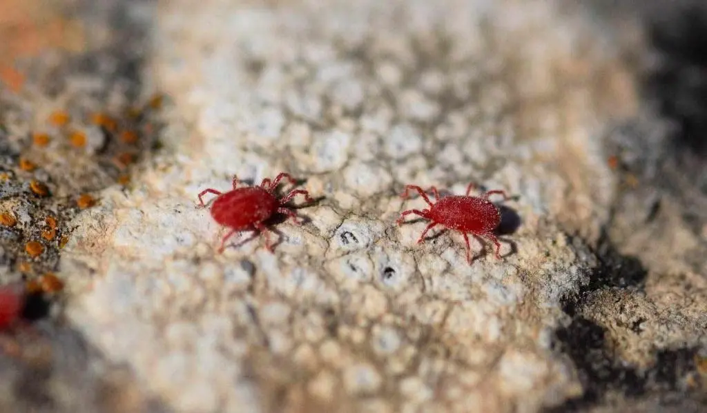 Τετράνυχος (Tetranychus urticae)