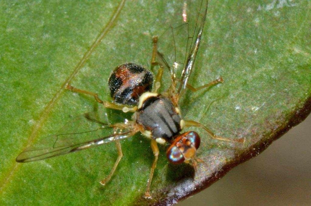 Δάκος (Bactrocera oleae ή Dacus oleae)