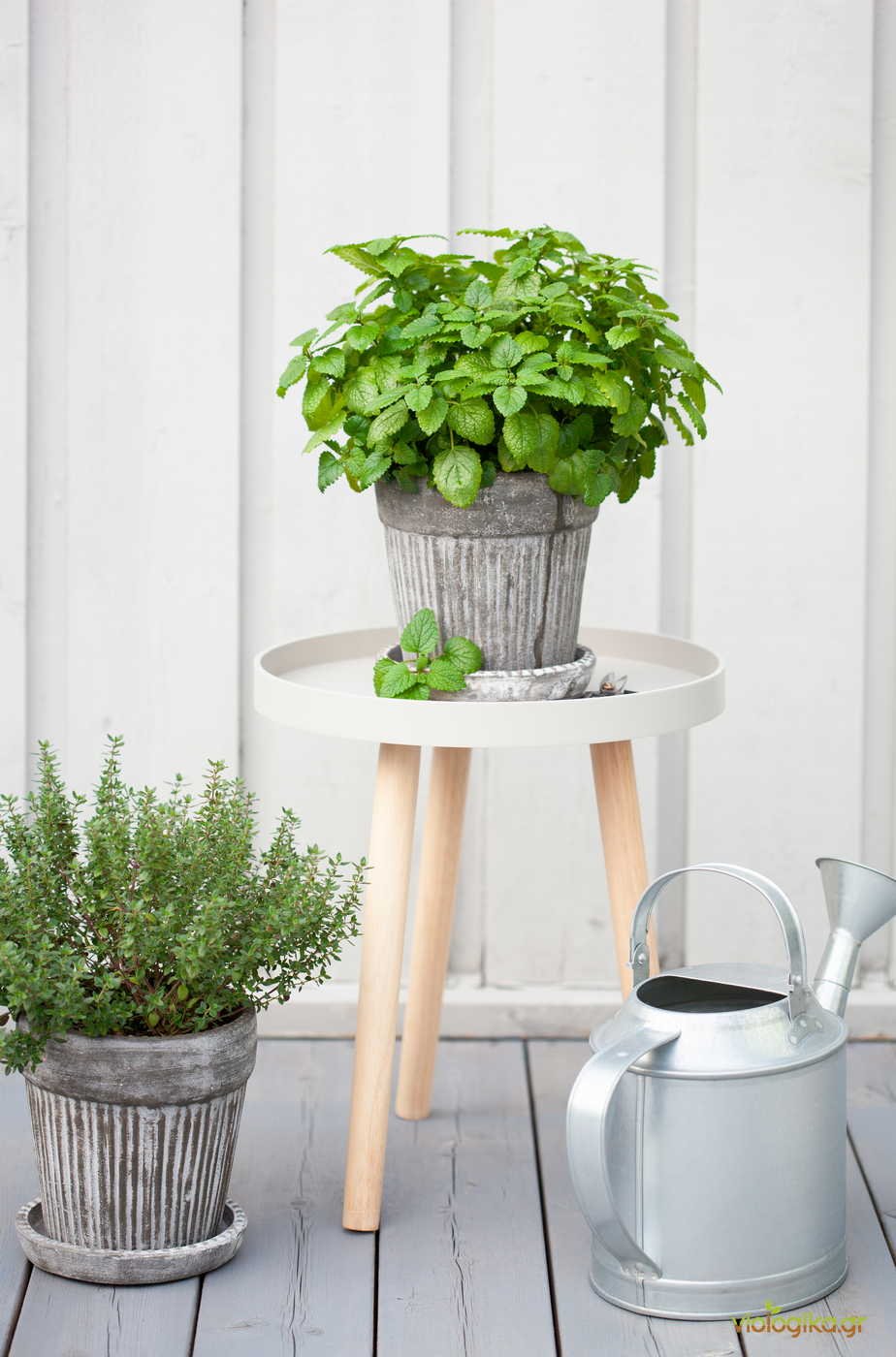 Φυτά Στο Σπίτι. Καλλιέργεια, Διασκέδαση, Εκπαίδευση. Φυτά Στο Σπίτι. Καλλιέργεια, Διασκέδαση, Εκπαίδευση.