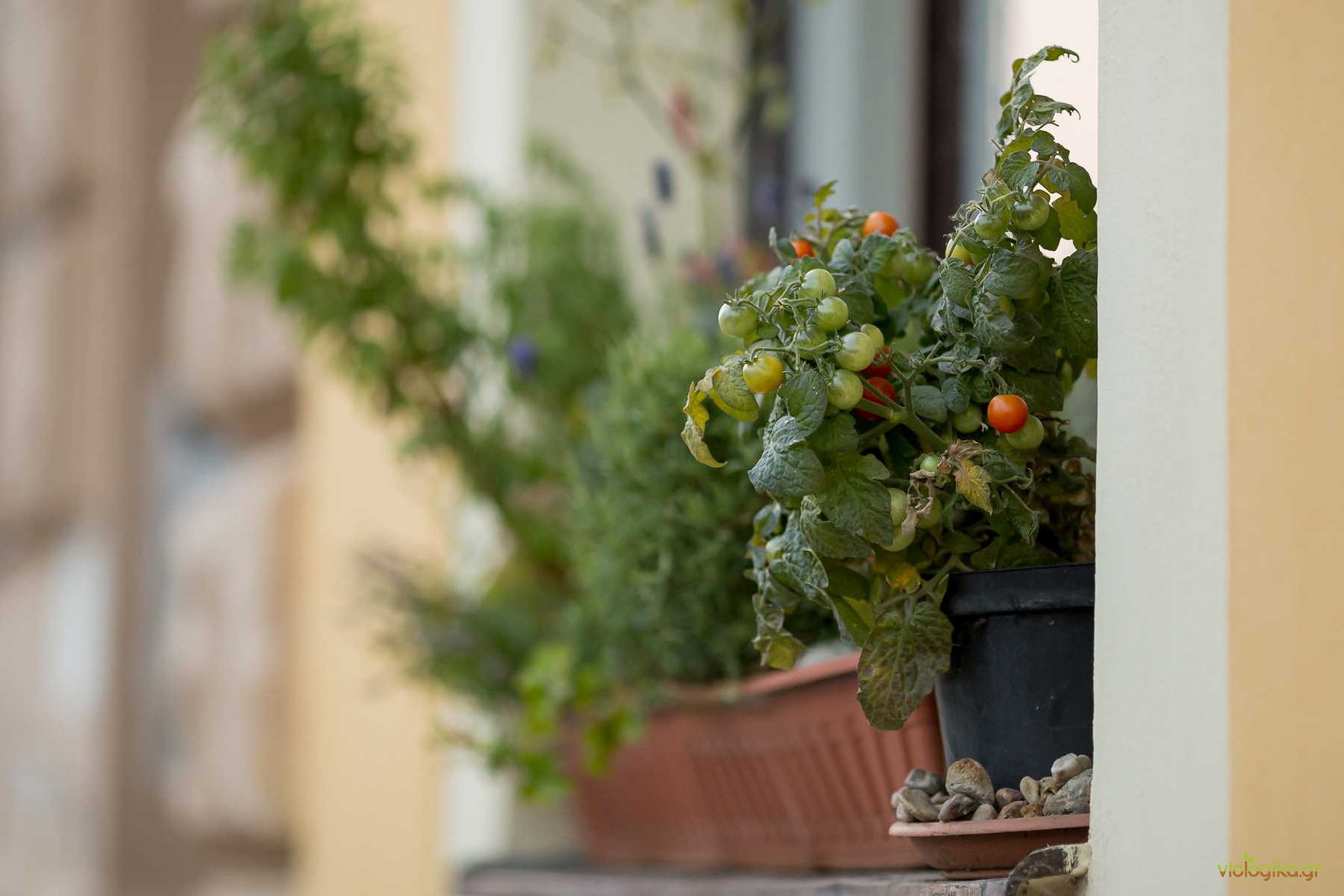 Αστική Καλλιέργεια Και Προκλήσεις: Μόλυνση Αέρα, Σκόνη Και Λύσεις Αστική Καλλιέργεια Και Προκλήσεις: Μόλυνση Αέρα, Σκόνη Και Λύσεις