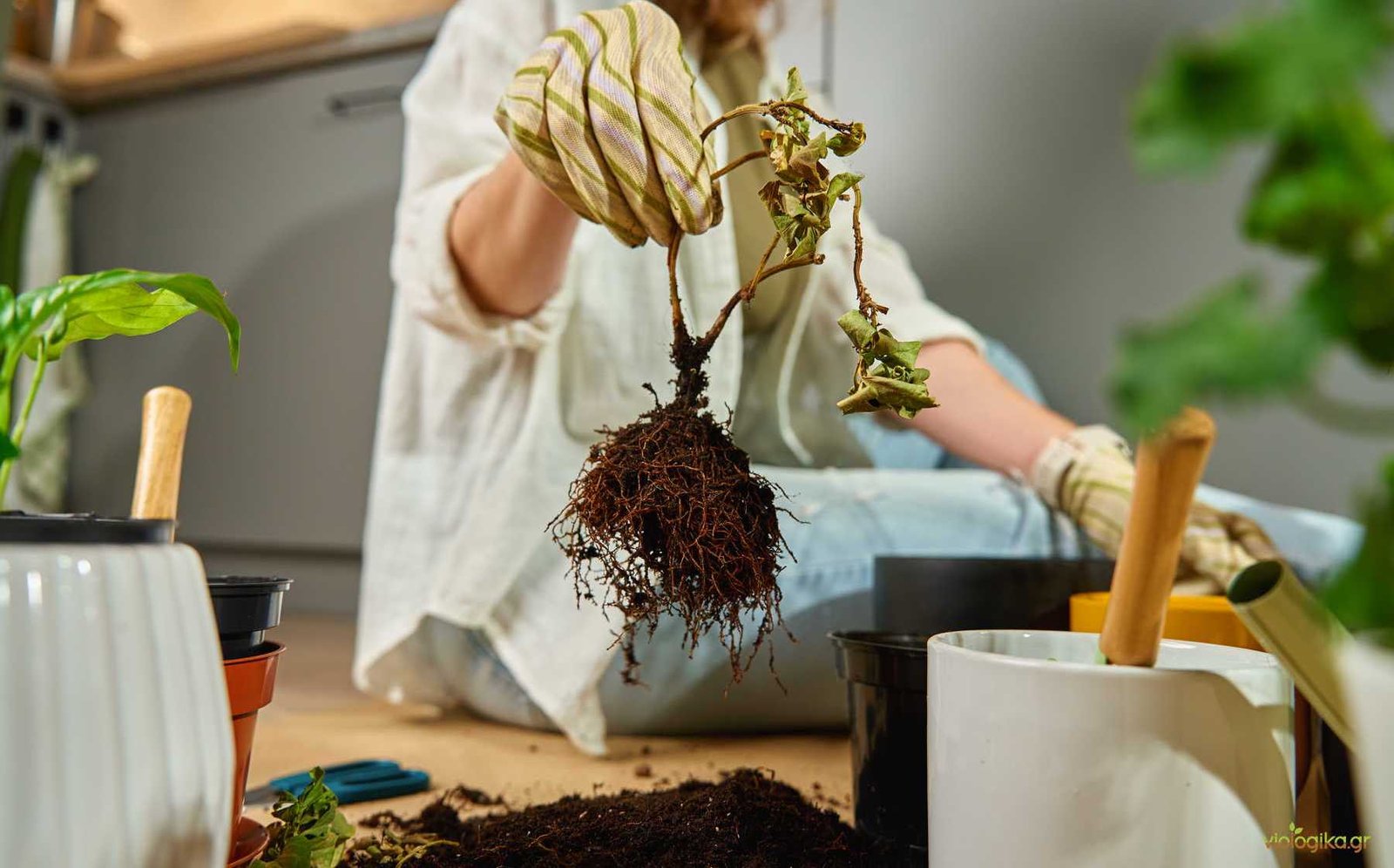 Φροντίδα Και Συντήρηση Φυτών - Τι Προκαλεί Το Υπερβολικό Πότισμα Φροντίδα Και Συντήρηση Φυτών - Τι Προκαλεί Το Υπερβολικό Πότισμα