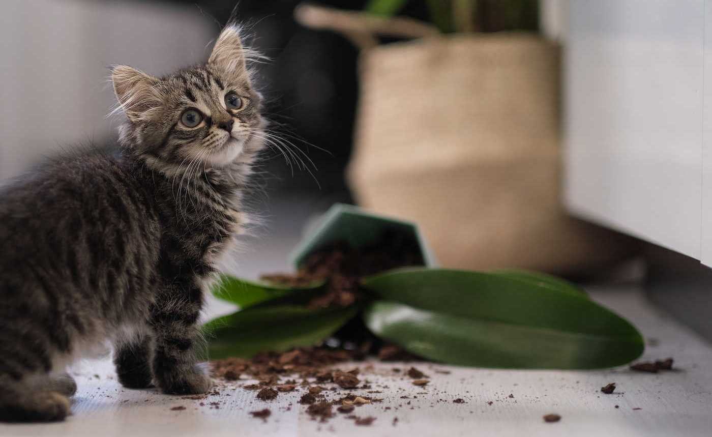 Καλλιέργεια Στο Σπίτι - Οφέλη Για Όλη Την Οικογένεια Καλλιέργεια Στο Σπίτι - Οφέλη Για Όλη Την Οικογένεια
