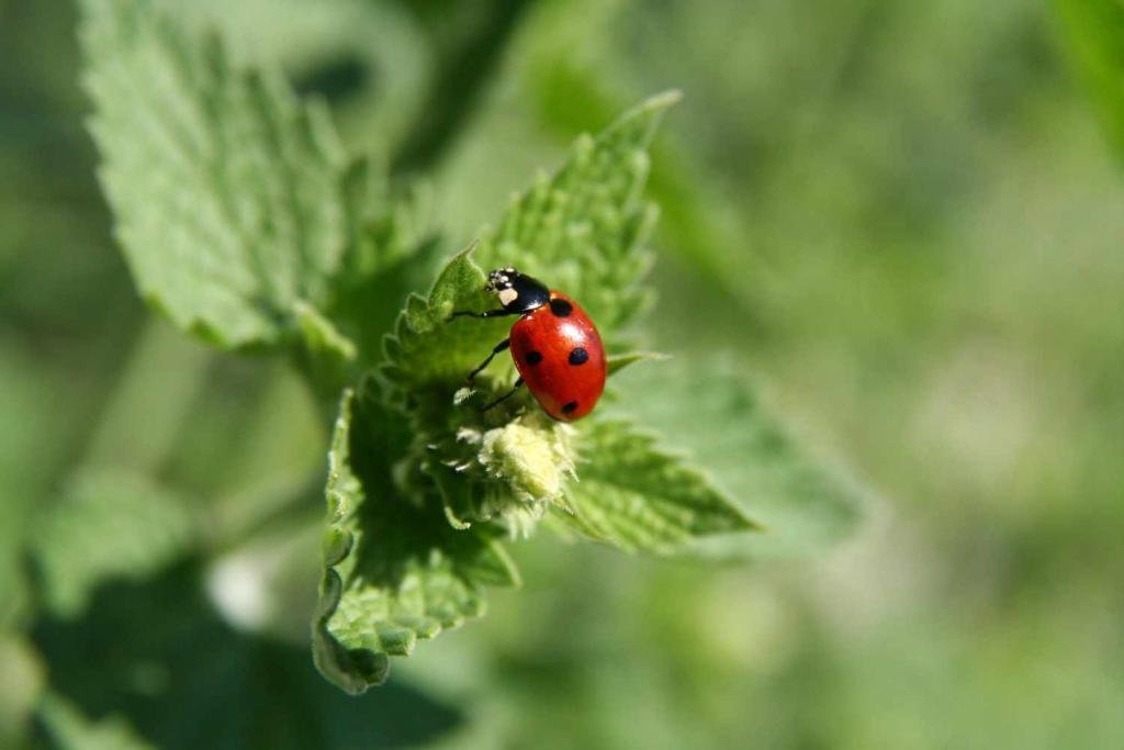Πασχαλίτσα (κοκκινέλα)
