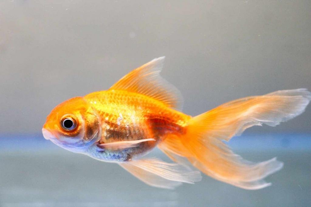 Ακουαπονική ή Ενυδρειοπονία (Aquaponics)