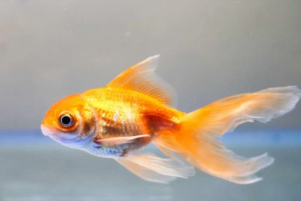 Ακουαπονική ή Ενυδρειοπονία (Aquaponics)