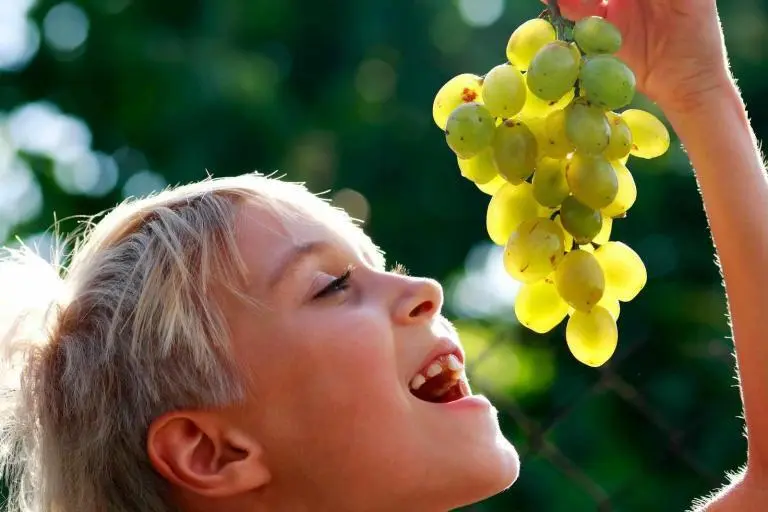 Σταφυλοθεραπεία