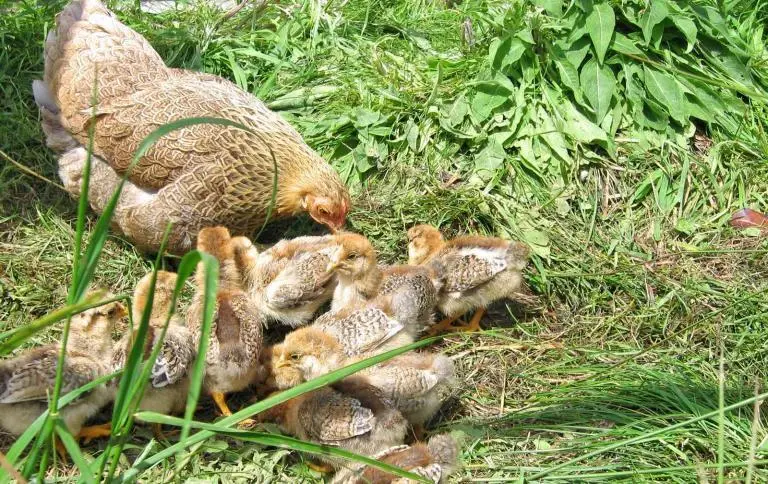 Βιολογική Πτηνοτροφία