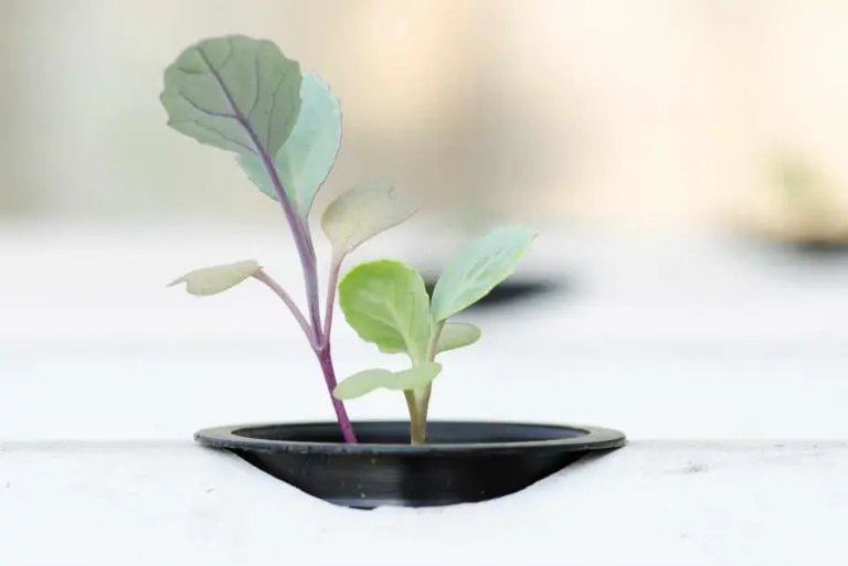 Υδροπονία Ή Υδροπονική Καλλιέργεια