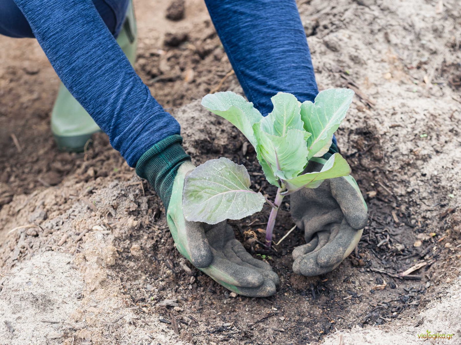 Εποχές Σποράς Και Φύτευσης – Τι Σημαίνει Στην Πράξη Εποχές Σποράς Και Φύτευσης – Τι Σημαίνει Στην Πράξη