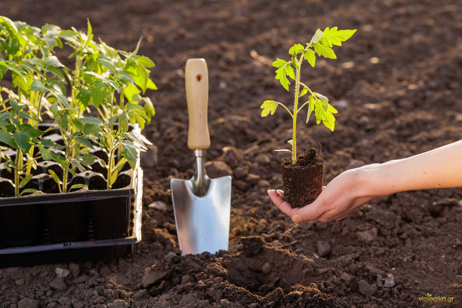 Η Σημασία Της Σωστής Εποχικότητας Η Σημασία Της Σωστής Εποχικότητας
