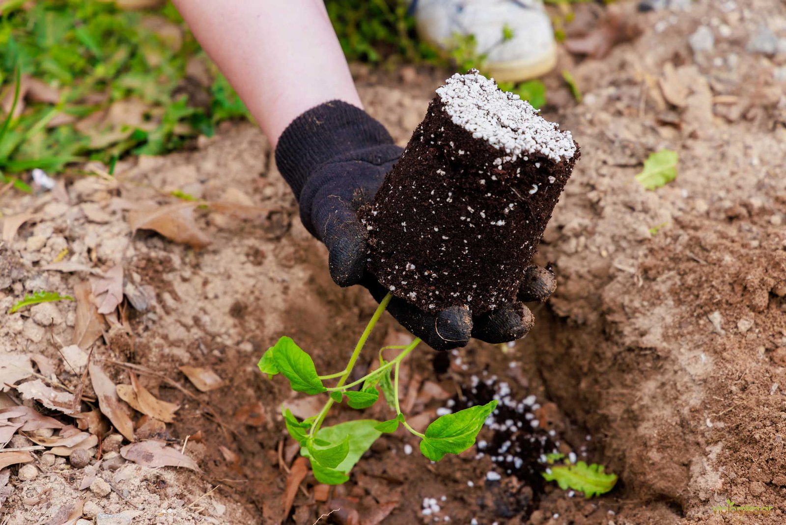 Εποχές Που Φυτεύουμε Διάφορα Λαχανικά Στην Ελλάδα.