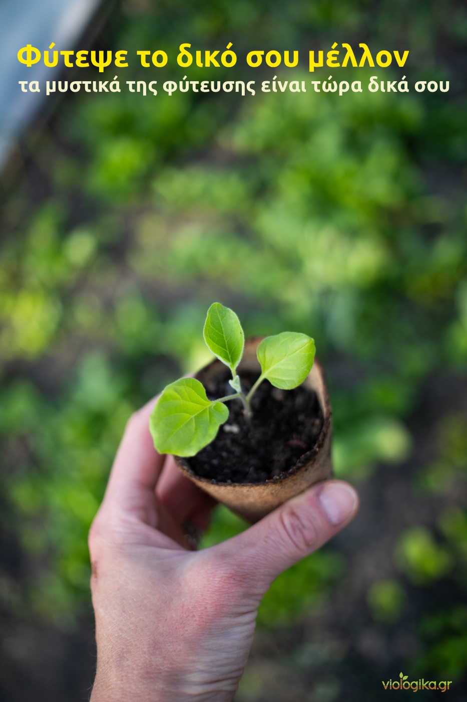 Πότε φυτεύουμε λαχανικά - μάθε τα μυστικά της φύτευσης