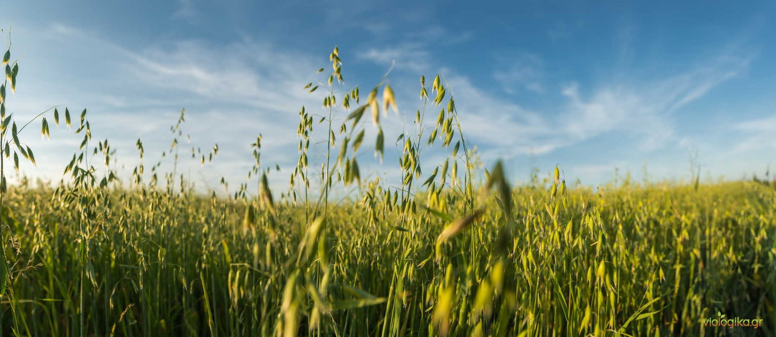 Συμβατική Καλλιέργεια Βρώμης Και Χημικά Πρόσθετα Συμβατική Καλλιέργεια Βρώμης Και Χημικά Πρόσθετα