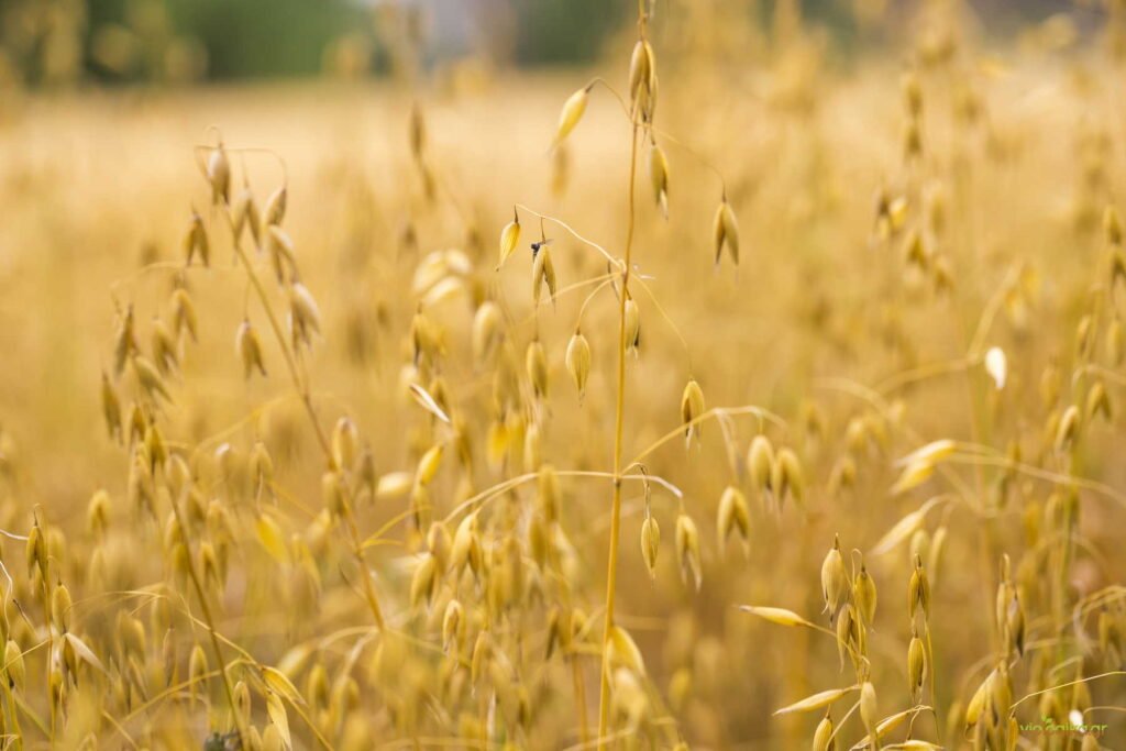 Βιολογική βρώμη