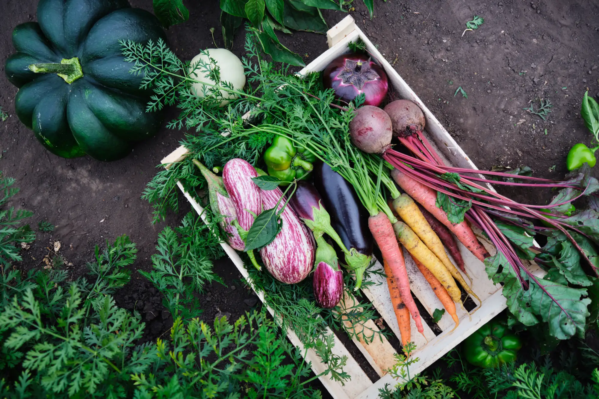 Καταπολέμηση Δυσκοιλιότητας Με Φυτικές Ίνες Καταπολέμηση Δυσκοιλιότητας Με Φυτικές Ίνες